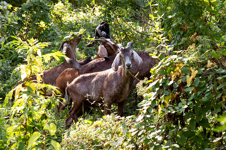 goats on the slope