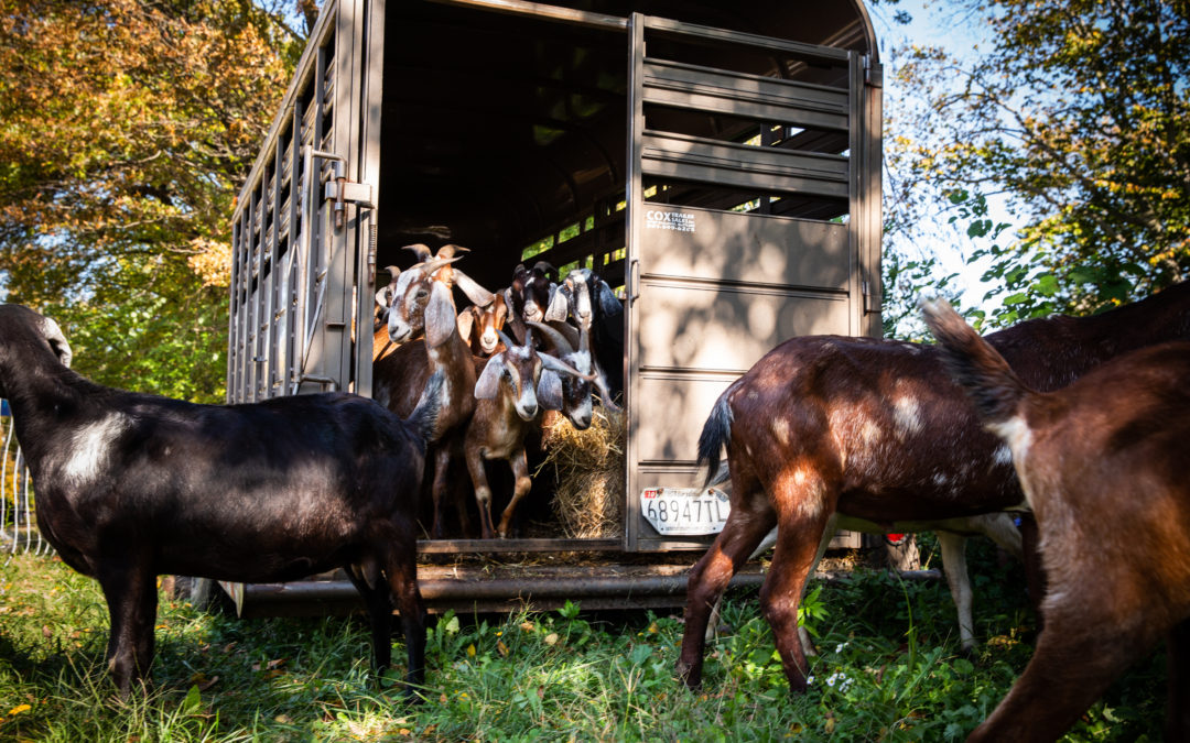 goat trailer