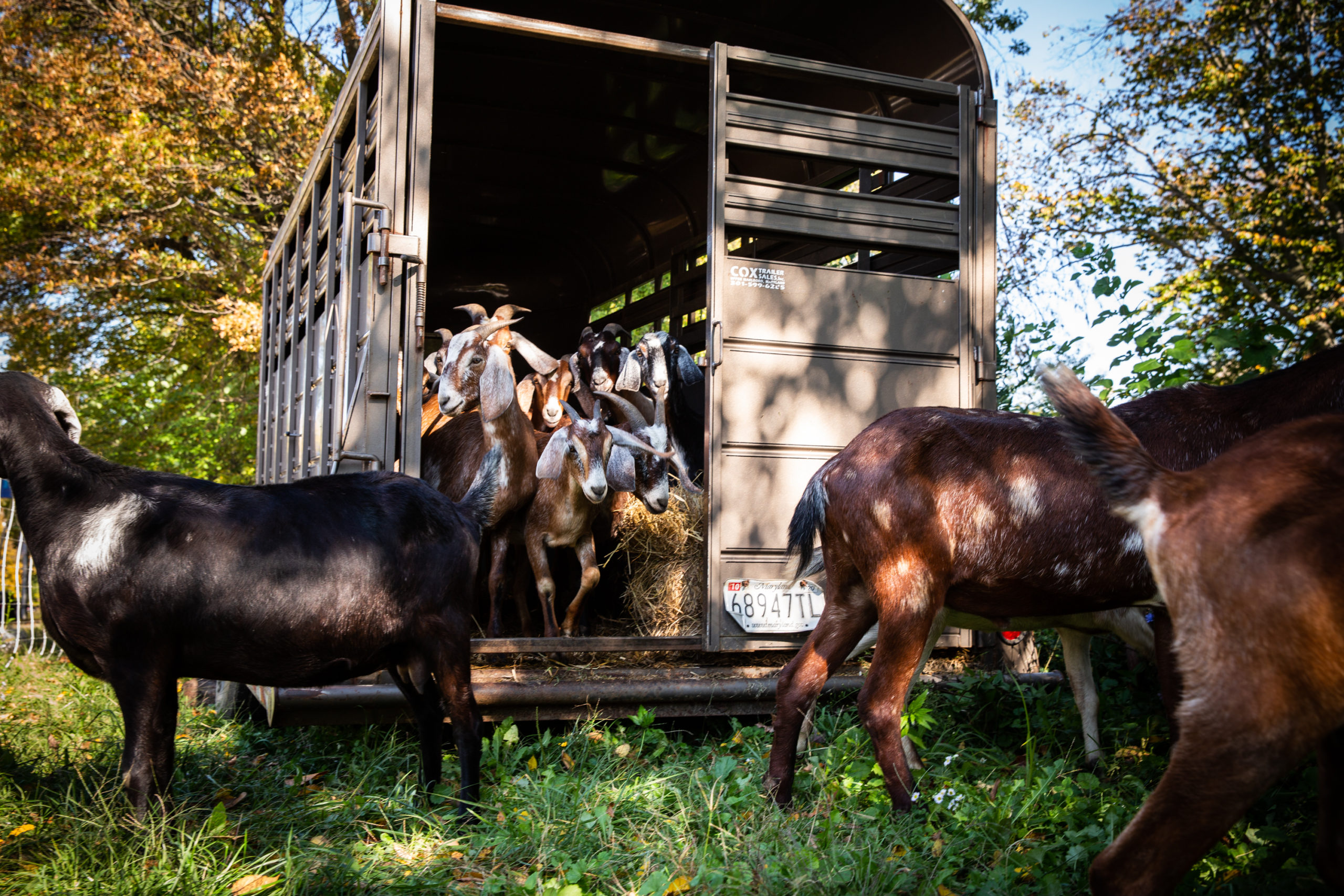 goat trailer