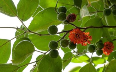 Paper Mulberry Removal Day with Weed Warriors