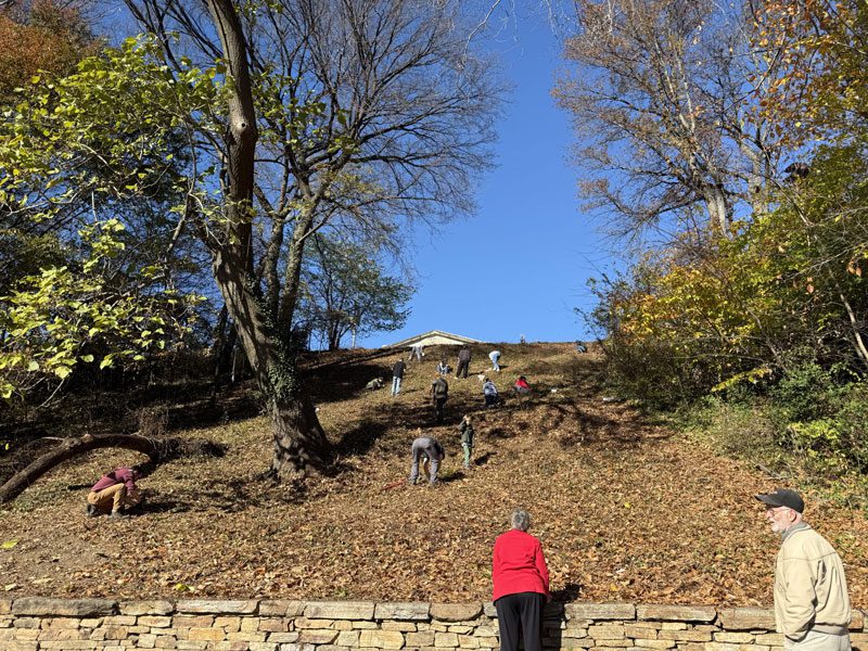 Seeds on the Slope